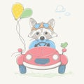 Lovely cute raccoon boy is driving the car. Young racer with the glasses and the color balloons. Summer series of children`s card Royalty Free Stock Photo