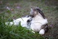 Lovely cute little cat with  beautiful yellow eyes sit on green grass garden outdoor Royalty Free Stock Photo