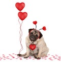 Lovely cute valentines day pug puppy dog sitting down on confetti, wearing hearts diadem and holding red heart shaped balloons Royalty Free Stock Photo