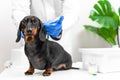 Lovely dachshund puppy obediently sits on the treatment table in veterinary clinic, while doctor in sterile gloves gives