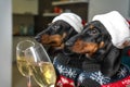 Lovely dachshund puppy in Santa hat and warm knitted pullover clinks a glass of sparkling wine with its reflection in Royalty Free Stock Photo