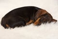 Lovely dachshund sleeping on fur blanket