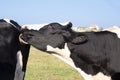 Lovely dairy cow, licking another one of them with its tongue. Concept of nature Royalty Free Stock Photo