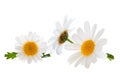 Lovely Daisies Marguerite isolated, including clipping path Royalty Free Stock Photo
