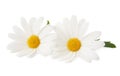 Lovely Daisies Marguerite isolated, including clipping path without shade. Royalty Free Stock Photo