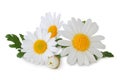 Lovely Daisies Marguerite isolated, including clipping path without shade. Royalty Free Stock Photo