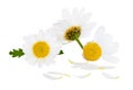 Lovely Daisies Marguerite with single petals in the foreground. Isolated on white background including clipping path and without Royalty Free Stock Photo