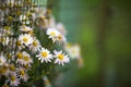 Daisyflowers with lush green background Royalty Free Stock Photo