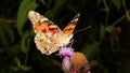 lovely dancing colorful butterfly 1 Royalty Free Stock Photo