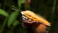 lovely dancing colorful butterfly 2 Royalty Free Stock Photo