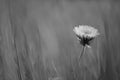 Lovely dandelion flower growing in a spring grass, bw photo