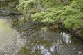 A lovely deer is drinking water on the ground in Nara Park. Nara Park is a public park located in the city of Nara, Japan