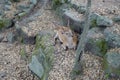 A lovely deer is lying on the fallen leaves in Nara Park. Nara Park is a public park located in the city of Nara, Japan