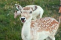 Lovely deer. Portrait.