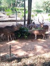 Lovely deers