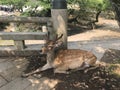 The lovely deers is lying on the ground in Nara Park