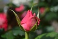 Lovely delicate bud of rose with drops of dew Royalty Free Stock Photo