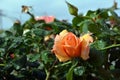 Lovely delicate bud of rose with drops of dew Royalty Free Stock Photo