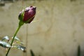 Lovely delicate bud of rose with drops of dew Royalty Free Stock Photo