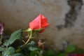 Lovely delicate bud of rose with drops of dew Royalty Free Stock Photo