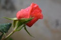 Lovely delicate bud of rose with drops of dew Royalty Free Stock Photo