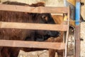 Lovely detailed close up of cow`s eye and top front of head. Czech Republic Royalty Free Stock Photo