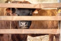 Lovely detailed close up of cow`s eye and top front of head. Czech Republic Royalty Free Stock Photo