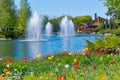 Lovely different colors of tulips growing on the shore of a small pond with clear water against the background of tall Royalty Free Stock Photo