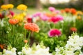 Lovely Different Coloured Flowers Closeup Landscape Royalty Free Stock Photo