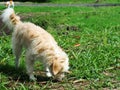 Lovely dirty long white fur cute happy dog playing in a farm on green grass floor under natural sunlight Royalty Free Stock Photo