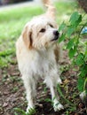 Lovely dirty long white fur cute happy dog playing in a farm on green grass floor under natural sunlight Royalty Free Stock Photo