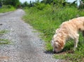 Lovely dirty long white fur cute happy dog playing in a farm on green grass floor under natural sunlight Royalty Free Stock Photo