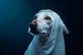 Lovely disguised Halloween dog wearing ghost costume