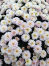 White flowers from a Spherical Chrysant plant