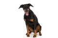 Lovely dobermann dog sticking out tongue and looking up