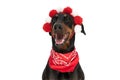 Lovely dobermann dog with tassels headband and bandana panting