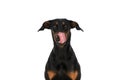 Lovely dobermann dog with tongue exposed licking nose