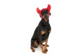Lovely dobermann puppy with devil horns headband looking up