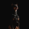 lovely dobermann puppy sticking out tongue and looking up