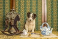 Lovely dog pet border collie old fashioned decor Royalty Free Stock Photo