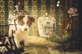 Lovely dog pet border collie vintage style decor Royalty Free Stock Photo