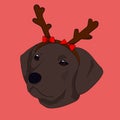 Happy Christmas with reindeer dog