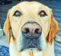 LOVELY DOGÃÂ´S FACE , LABRADOR