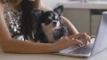 Lovely dog sitting near laptop, girls hands typing, online work with pet-friend