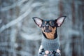 Lovely Dog in a sweater in a winter forest.