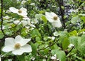 Lovely Dogwood Blossoms in the Rain -2 Royalty Free Stock Photo