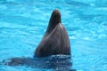 Lovely Dolphin With The Head Out Of The Water Royalty Free Stock Photo