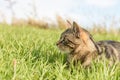 Lovely domestic short hair tabby cat