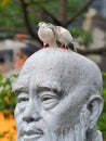 Lovely dove couple are cuddling and perching on Confucius statue