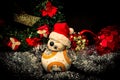 Lovely droid BB-8 from Star Wars, wearing a Christmas hat surrounded by festive adornments